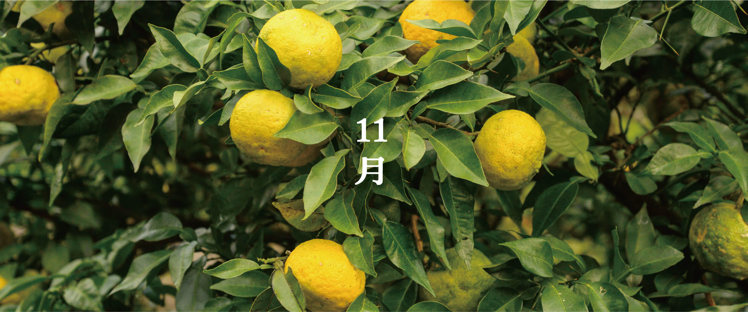 PC用メインビジュアル