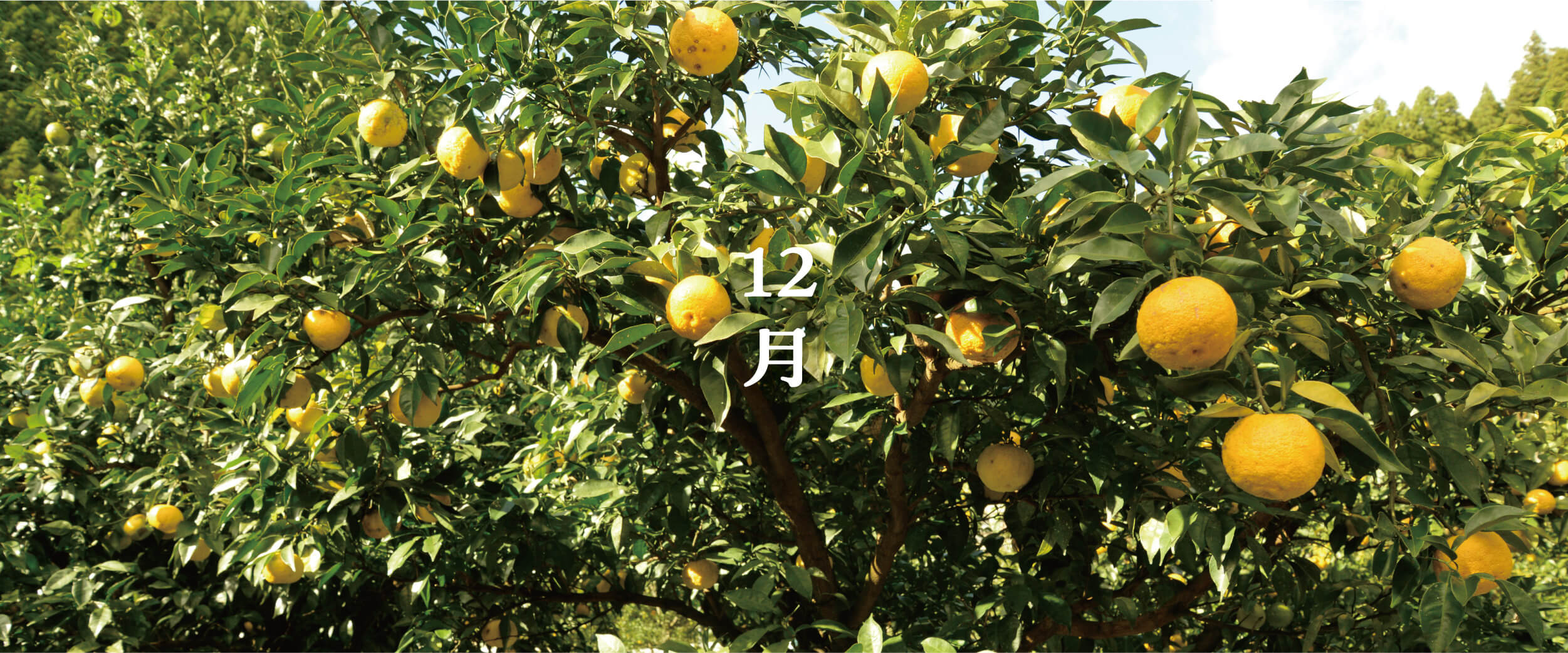 PC用メインビジュアル