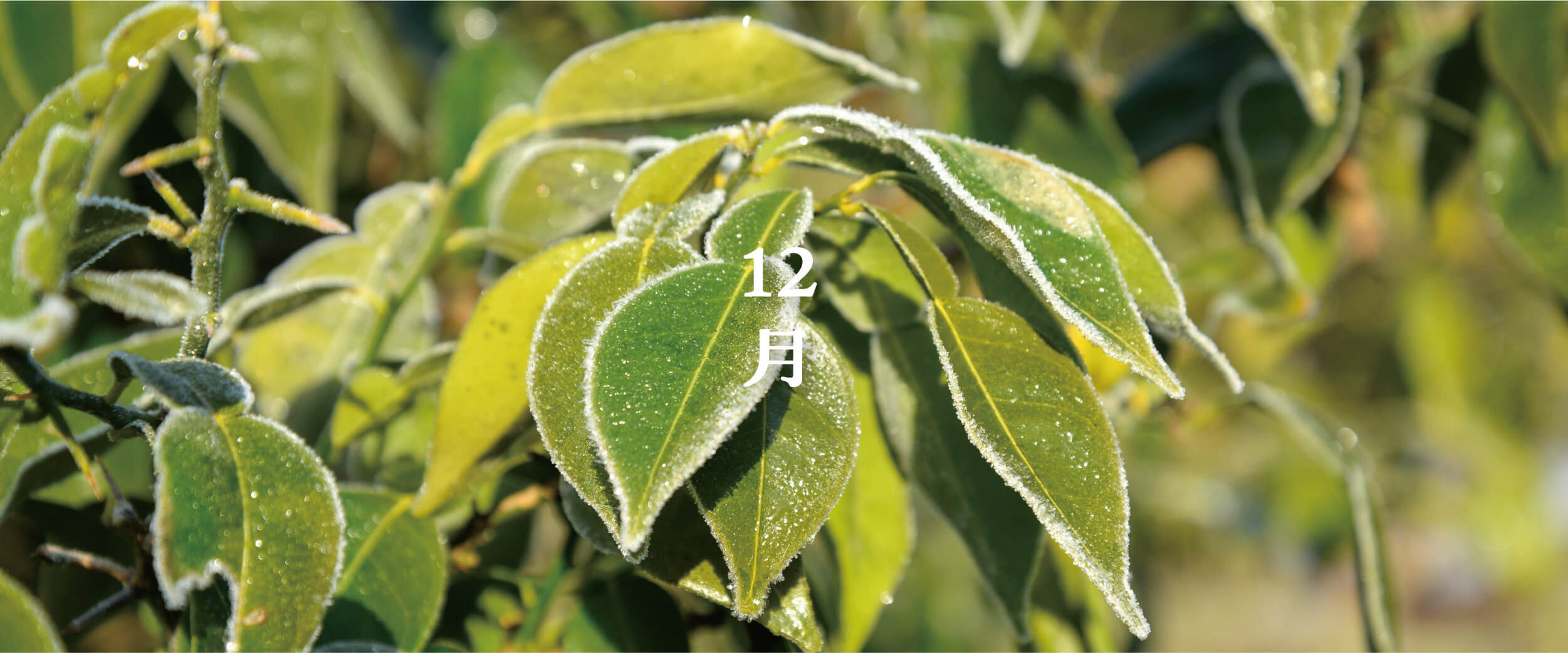 PC用メインビジュアル