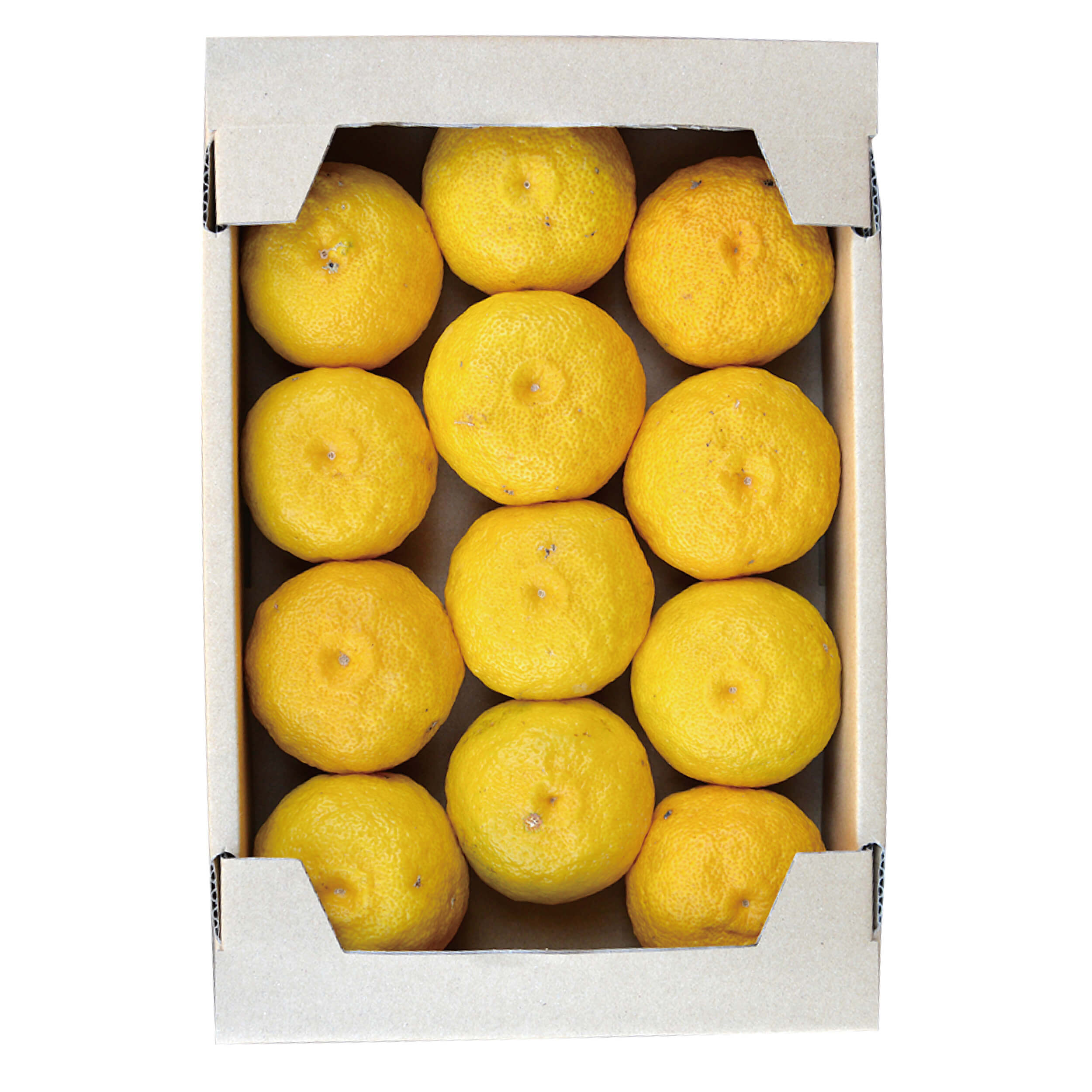 【2025年ゆず玉売り切れました】黄ゆず　1.5kg(9玉から16玉)